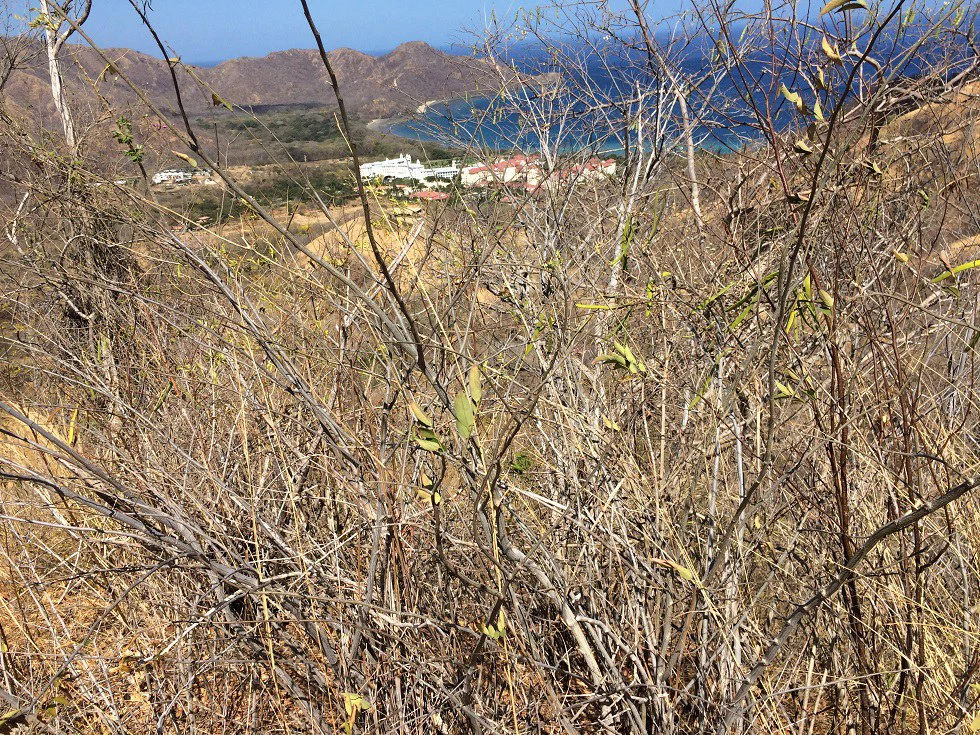 Ocean view property in the area of Guanacaste, great commercial opportunity near the Hotel Riu - Gallery image 21