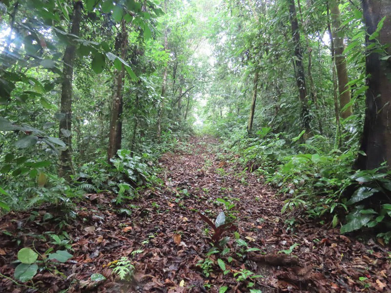 34-Acres of Forest For Sale in Riyito de Puerto Jimenez - Gallery image 28