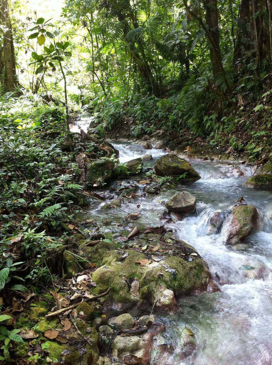 Cold & Hot springs surrounded by an overgrown farm, taken back by nature - Gallery image 79