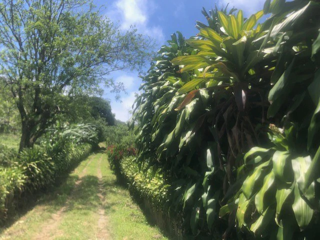 Coffee Farm in Monteverde is a full working Business - Gallery image 24