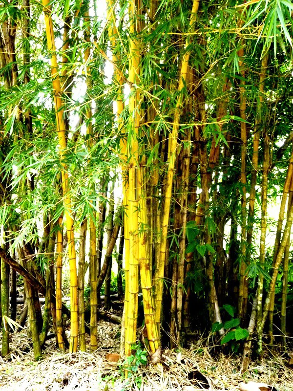 BAMBOO GARDEN - Large Country Home - Ready for Your Personal Touch!