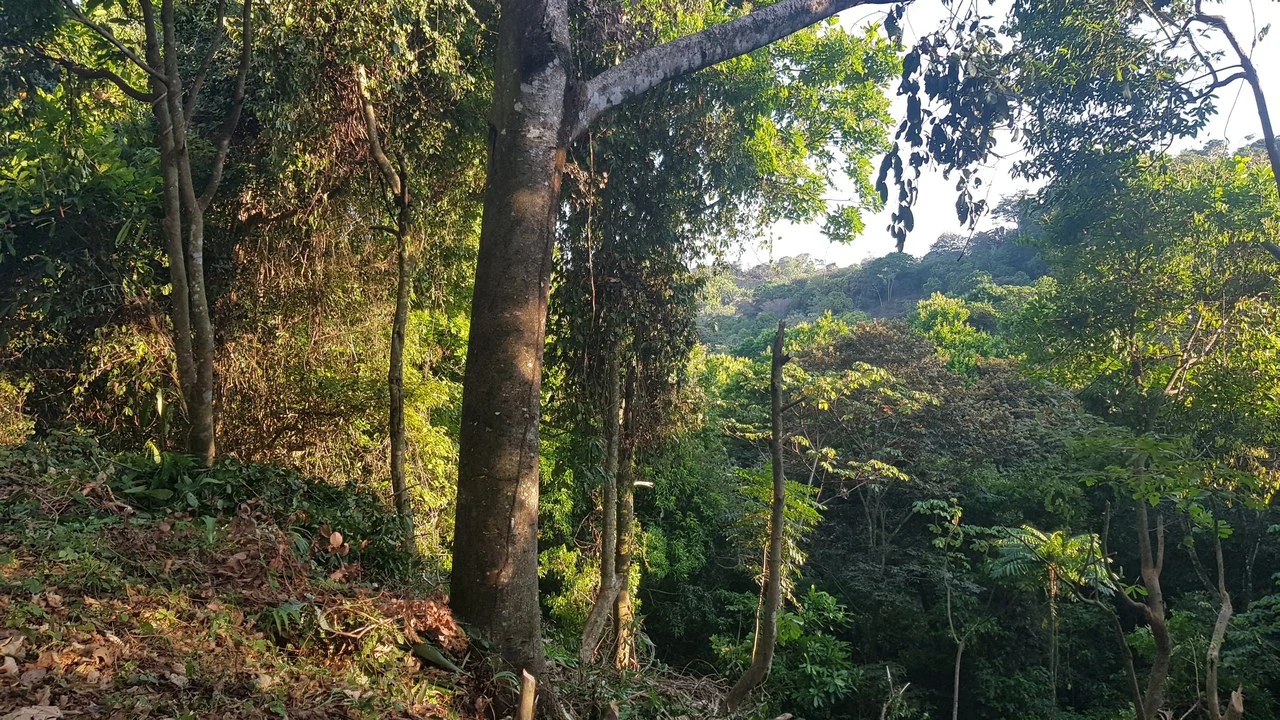Building Lot in Manuel Antonio, Surrounded by Nature - Gallery image 2