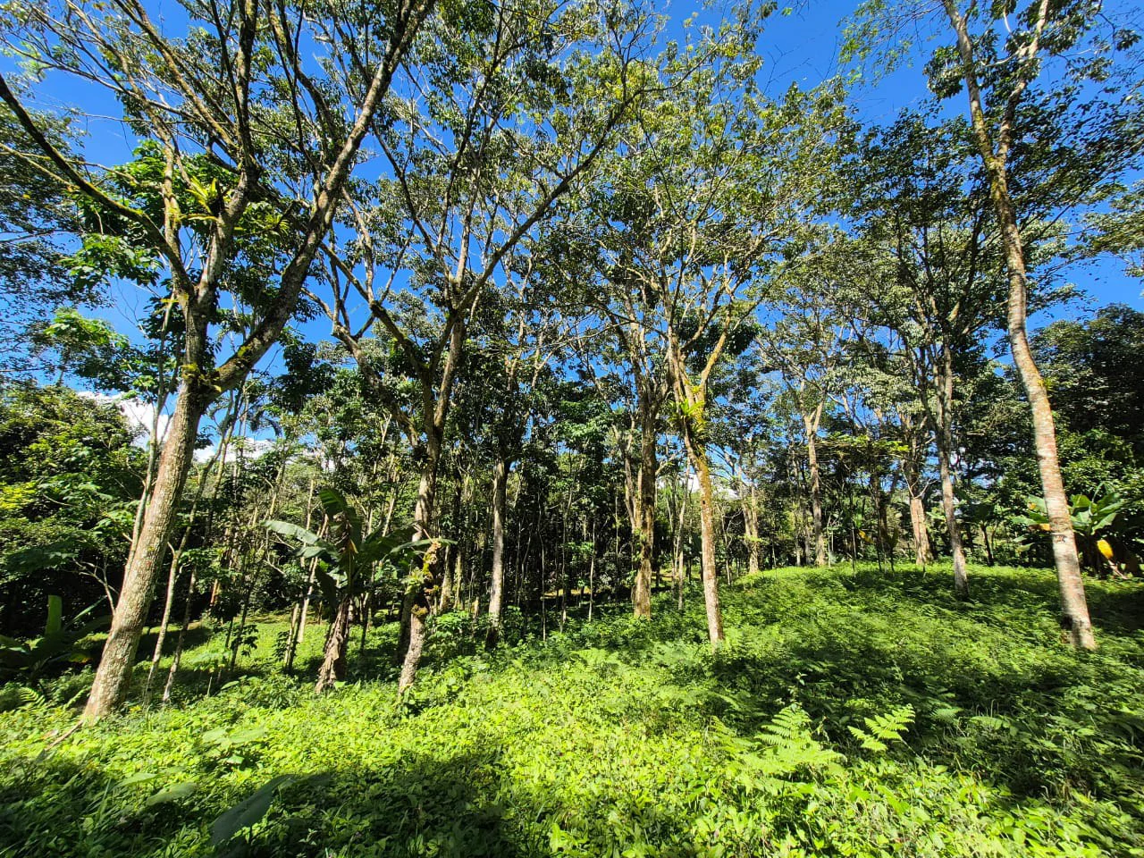 Mountain Home Construction Site For Sale in Centro de Pérez Zeledón - Gallery image 12