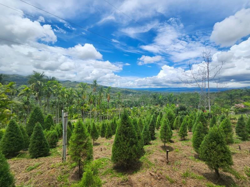 Propiedad en La Bonita Emma-137480: Mountain and Countryside Home Construction Site For Sale in San Isidro del General - Gallery image 16