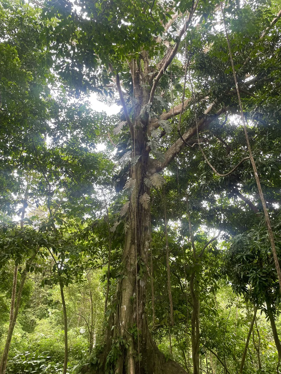 TROPICAL MASTERPIECE – 61.78 ACRES OF OCEANVIEW BLISS WITH WATERFALL: Mountain Development Parcel For Sale in Tres Rios - Gallery image 6