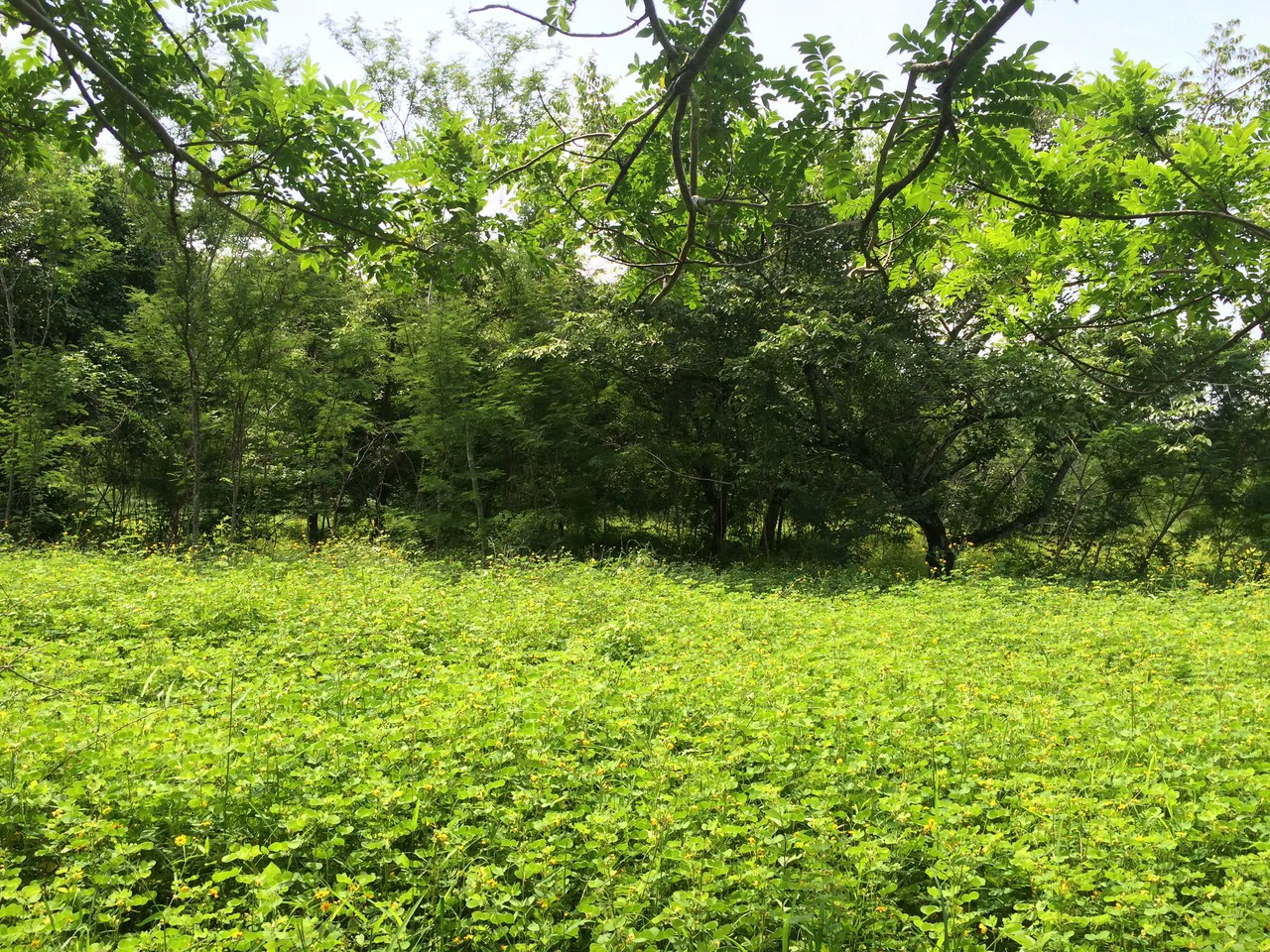 Commercial Airport Property for Sale in Liberia, Guanacaste Prime Frontage on Route #21 - Gallery image 3