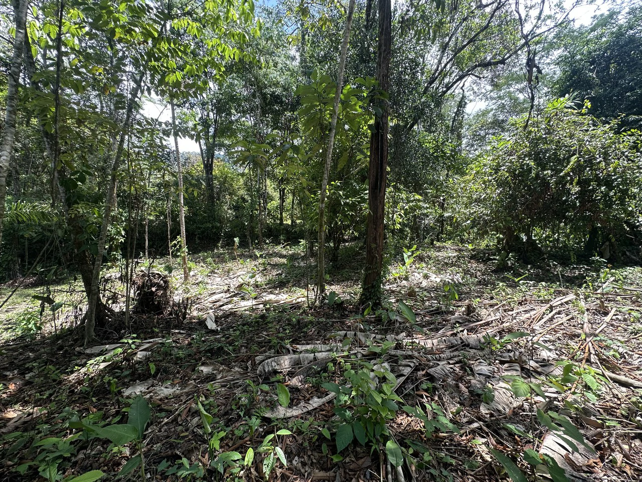 Ocean View Estate Lot with Private Waterfall – Uvita - Gallery image 15