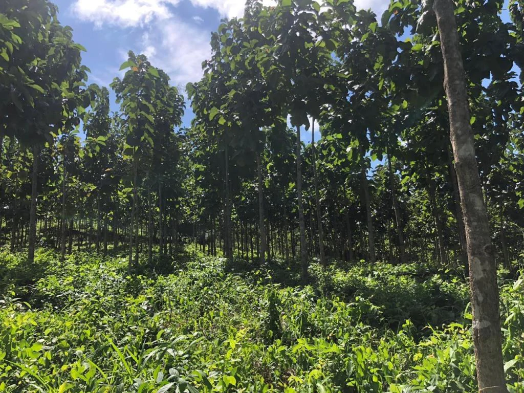 Teak Farm for Sale with a Hacienda Villa and 3 houses in La Cruz, 1 hour away from Liberia - Gallery image 6