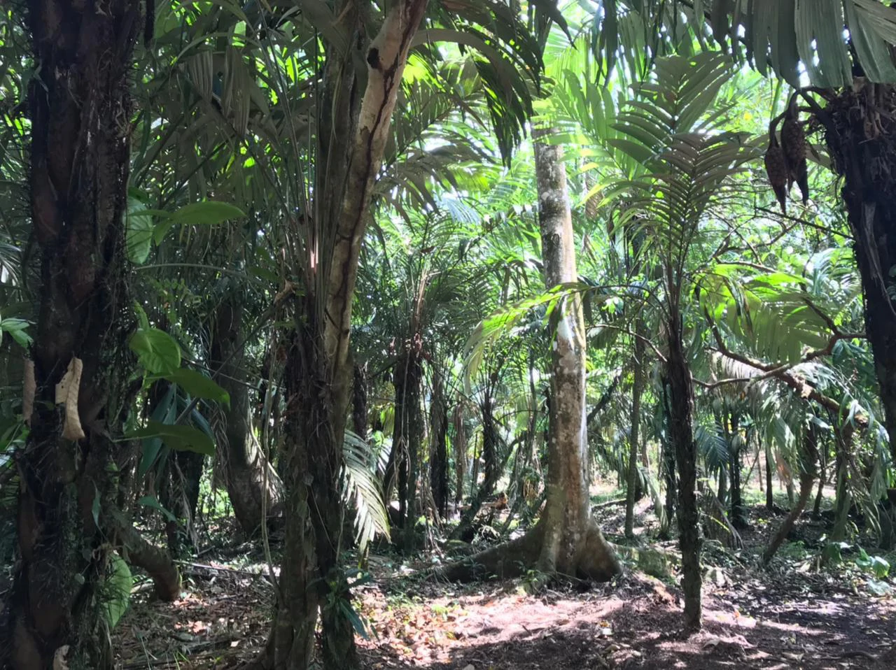 Hot Springs Property for Sale with Two Natural Hot Water Springs, Two Cold Water Creeks, and a Giant 300-Year-Old Tree - Gallery image 20
