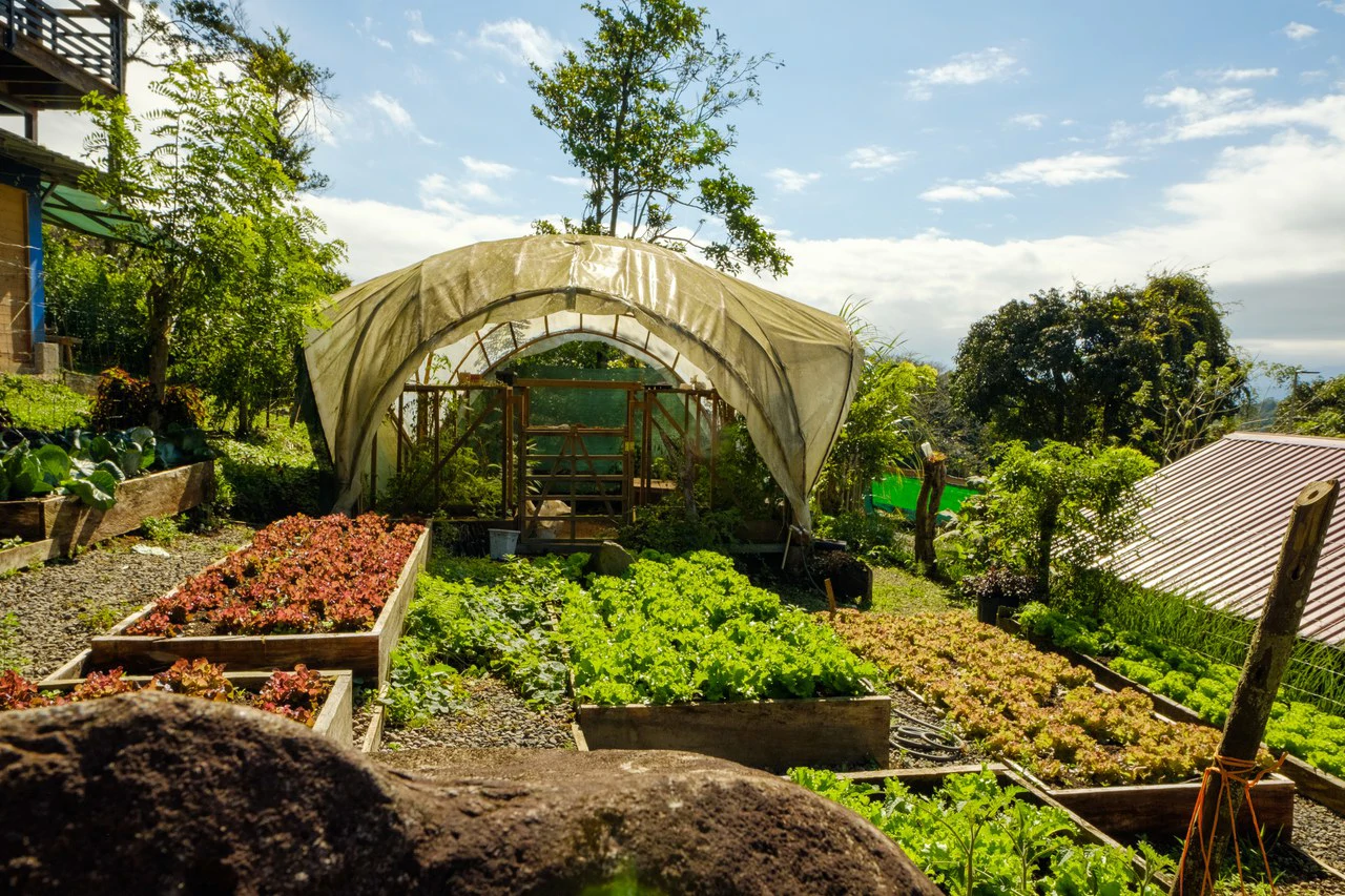 NATURES BOUNTY - Certified Organic Farm - Gallery image 5