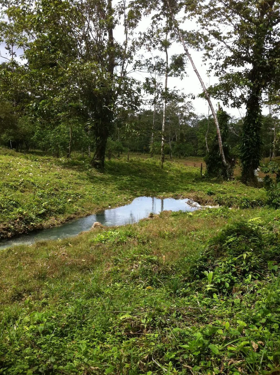 Cold & Hot springs surrounded by an overgrown farm, taken back by nature - Gallery image 77