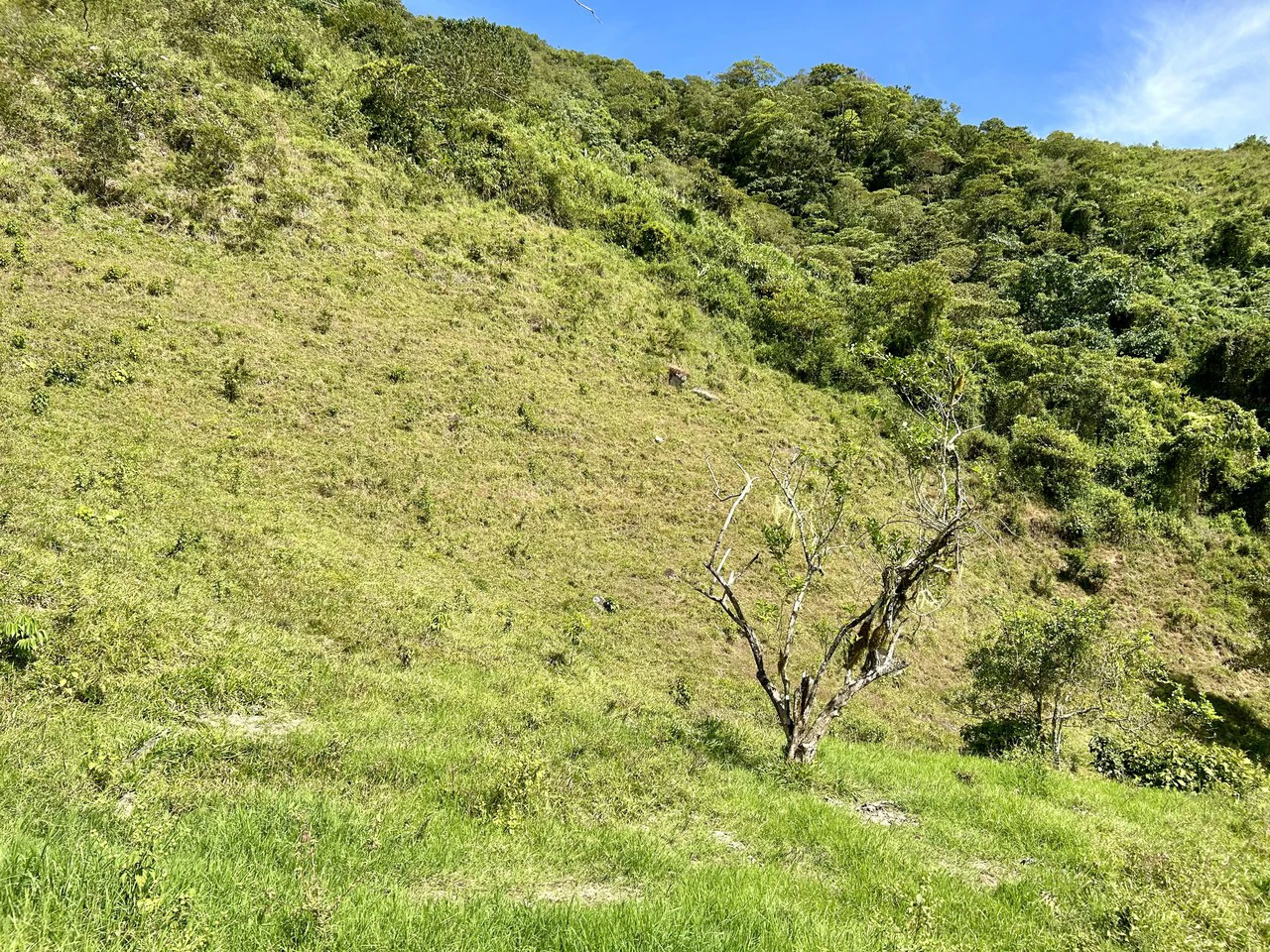 Finca Ceibo Memo: Mountain Home Construction Site For Sale in San Isidro del General - Gallery image 39