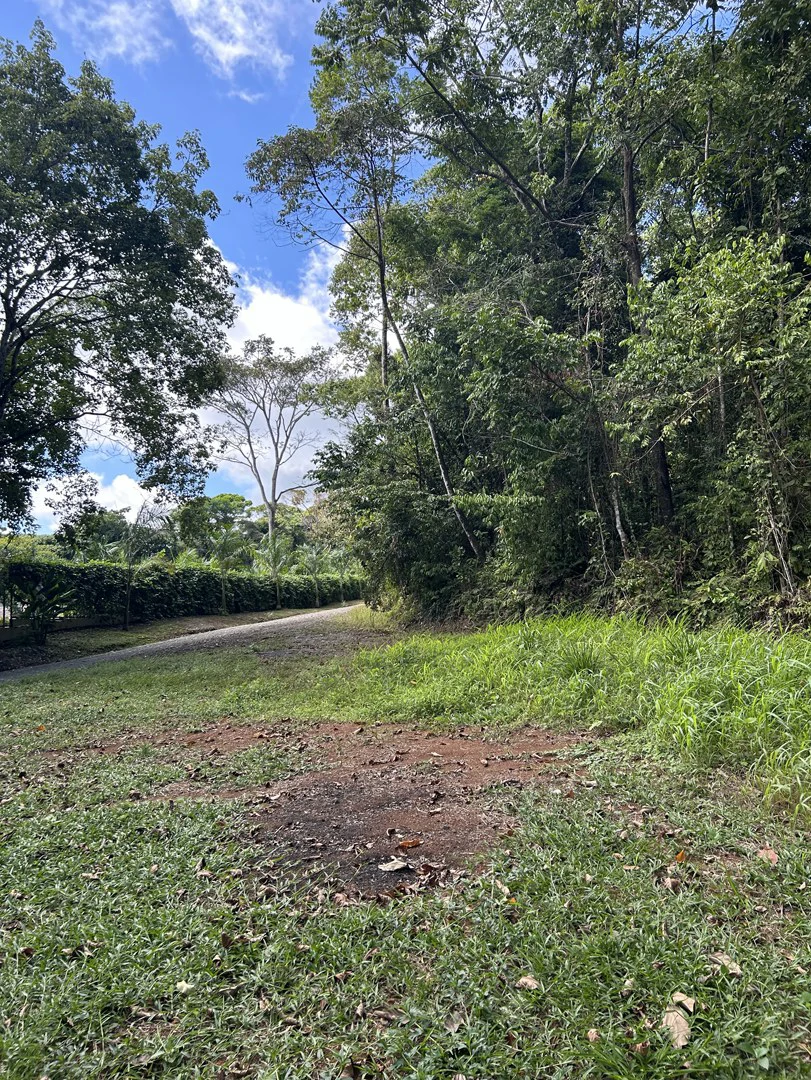 Cabo Matapalo: Jungle View Lot Priced To Sell! - Gallery image 32