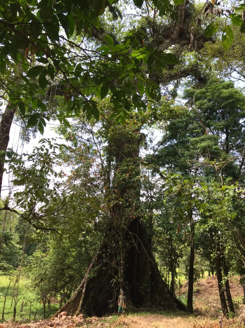 Hot Springs Property for Sale with Two Natural Hot Water Springs, Two Cold Water Creeks, and a Giant 300-Year-Old Tree - Gallery image 10