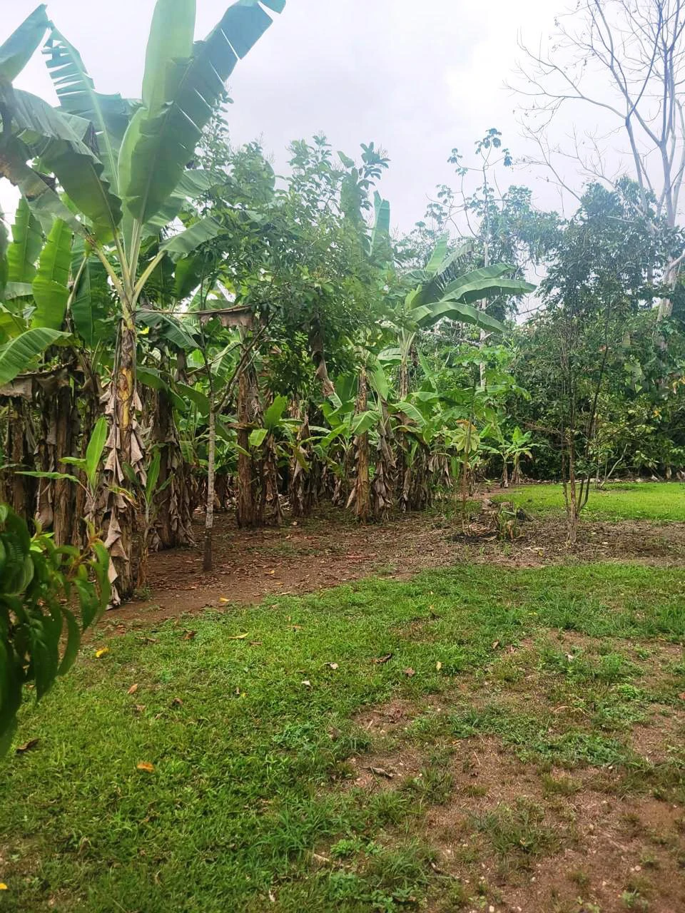 Tropical Fruit Farm in Playa Cañaza Build Your Dream Home in Paradise - Gallery image 16