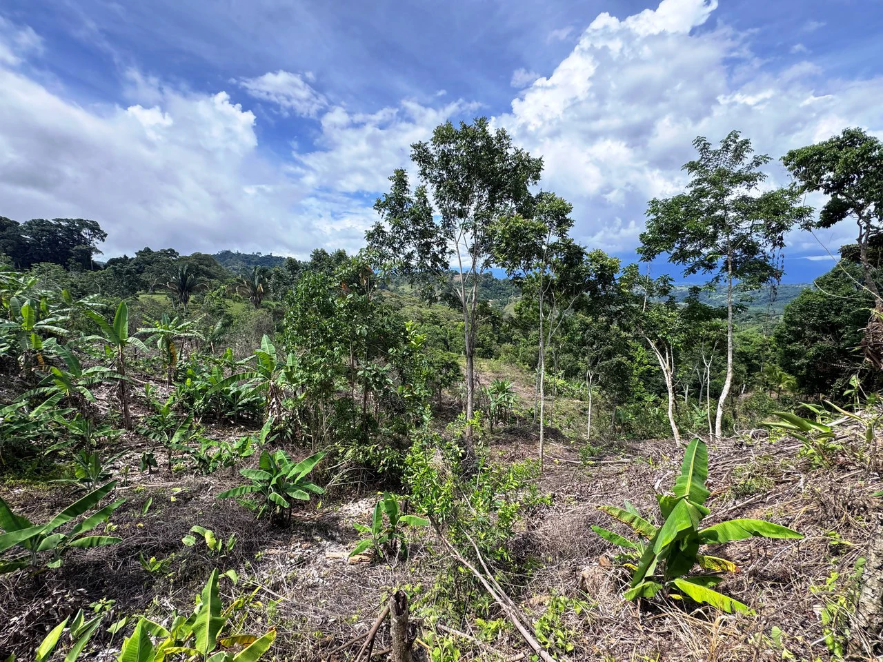 4.6 Acre Tropical Fruit Farm with Elevated Homesite & Valley Views San Isidro - photo 26