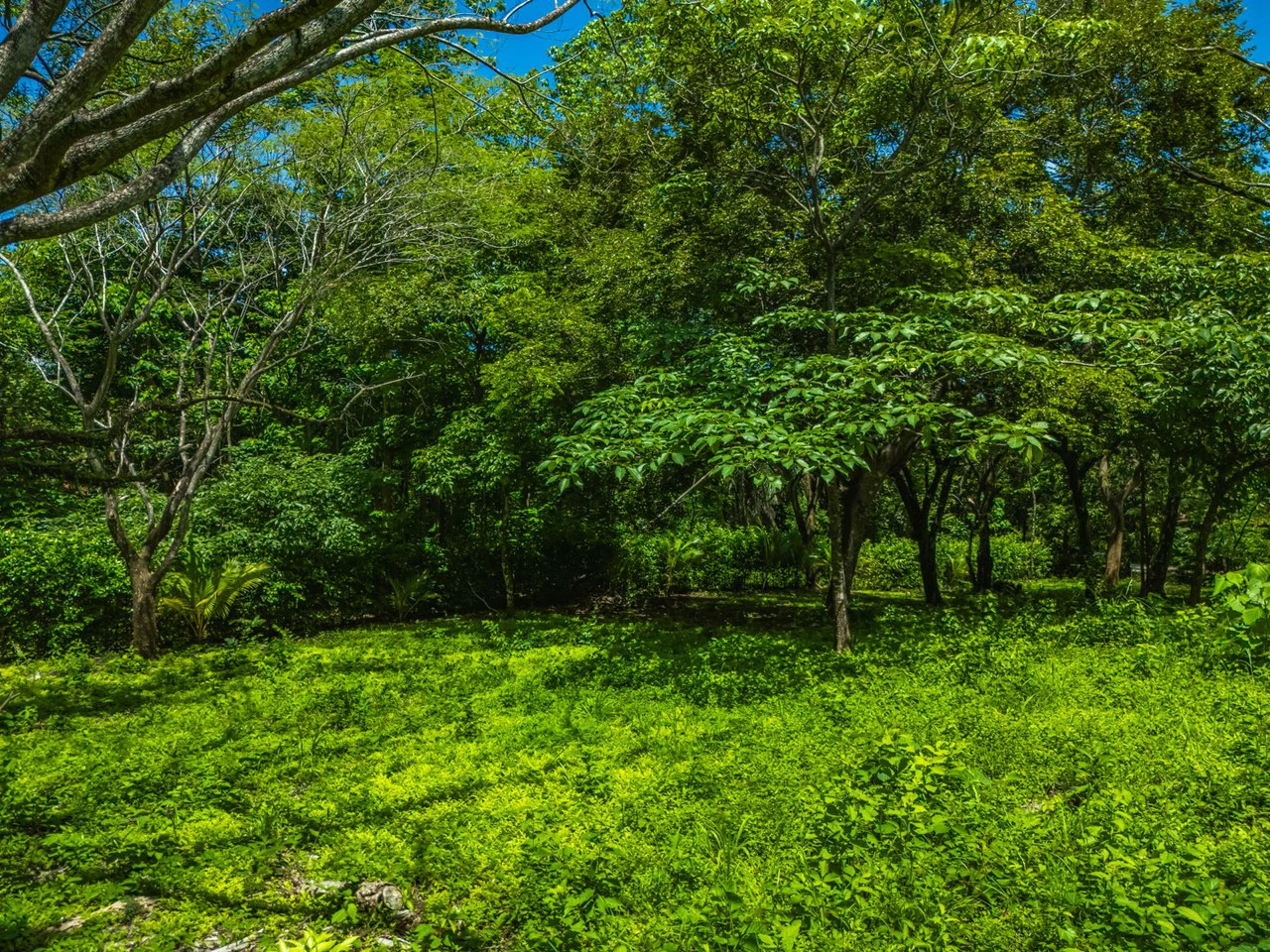 Tierra Pacifica #22: 1.5 Acre Homesite with Water Meter - Gallery image 17