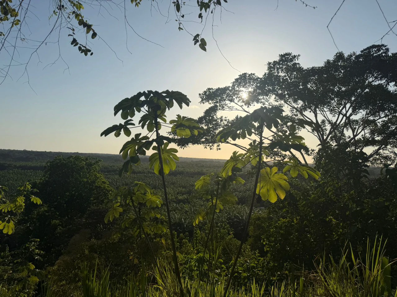 Near the Coast Home Construction Site For Sale in Ciudad Cortés - Gallery image 3