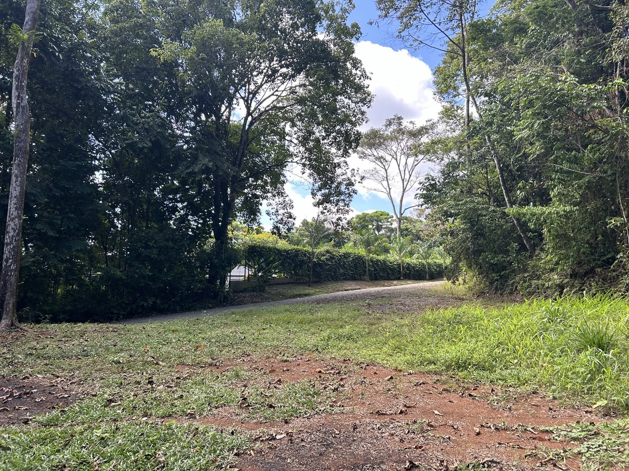 Cabo Matapalo: Jungle View Lot Priced To Sell! - Gallery image 8