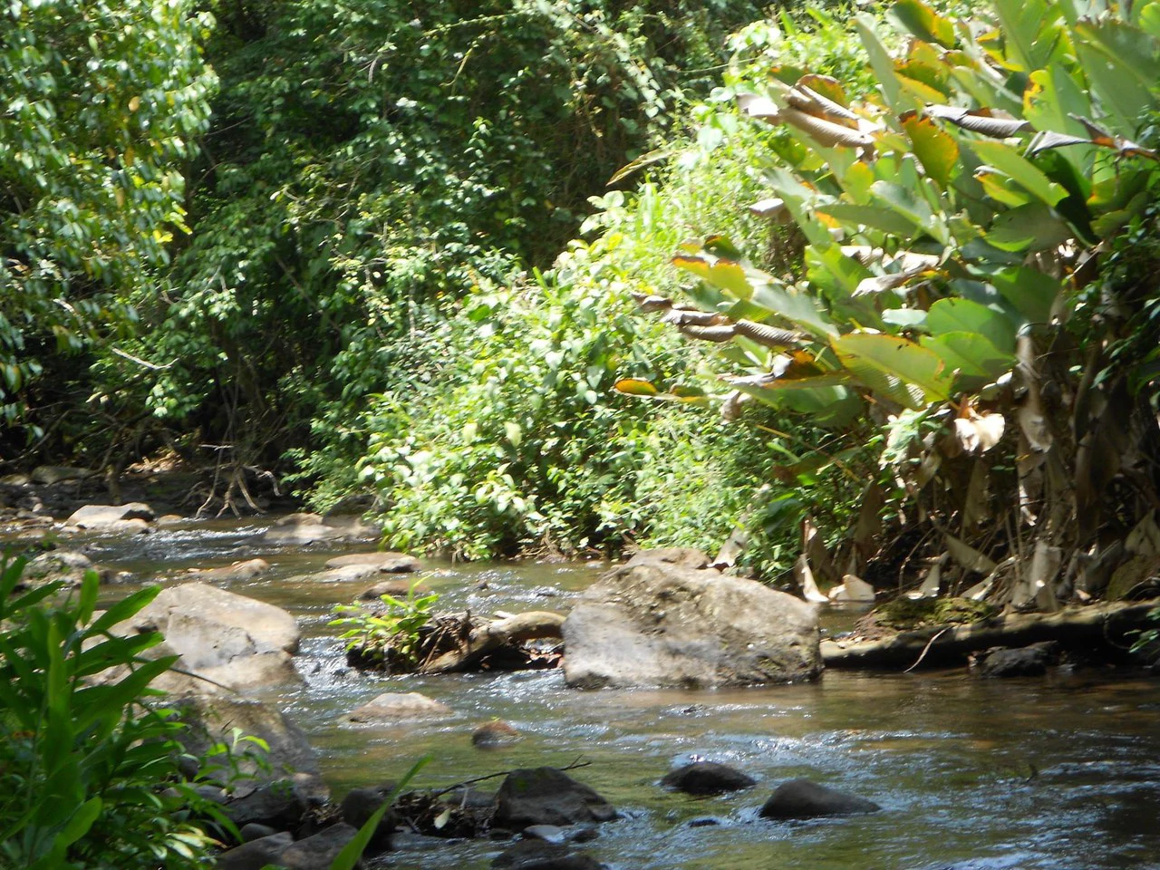RIO SABALO: Yoga- Wellness-  and Eco Retreat Center - Gallery image 5