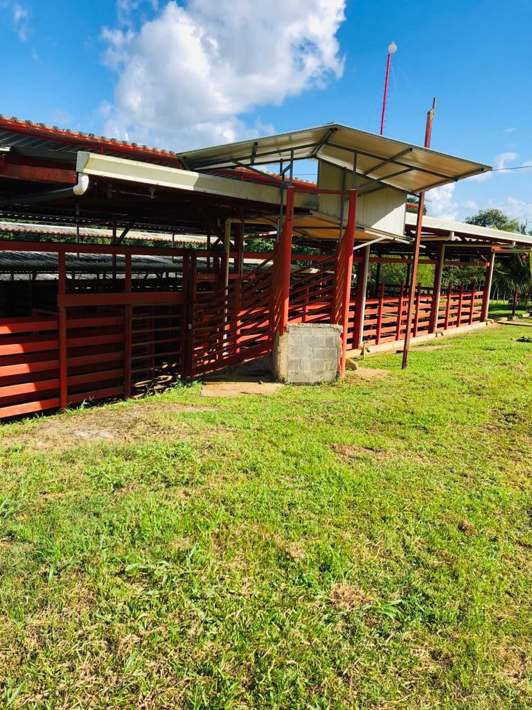 Professional Milk Factory for Sale with a big house in the mountains of Bijagua Costa Rica - Gallery image 13