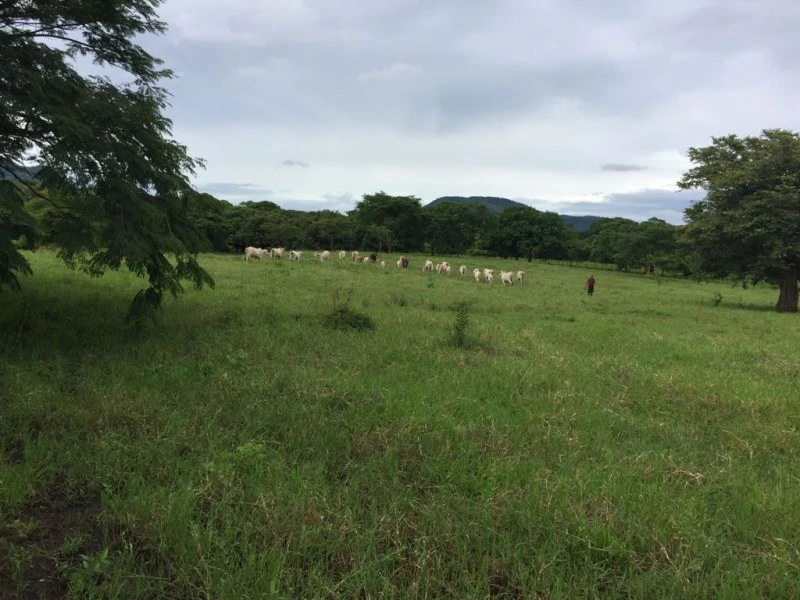Farm in Nicoya. Reforestation. Cattle Raising. Recreation. - Gallery image 6