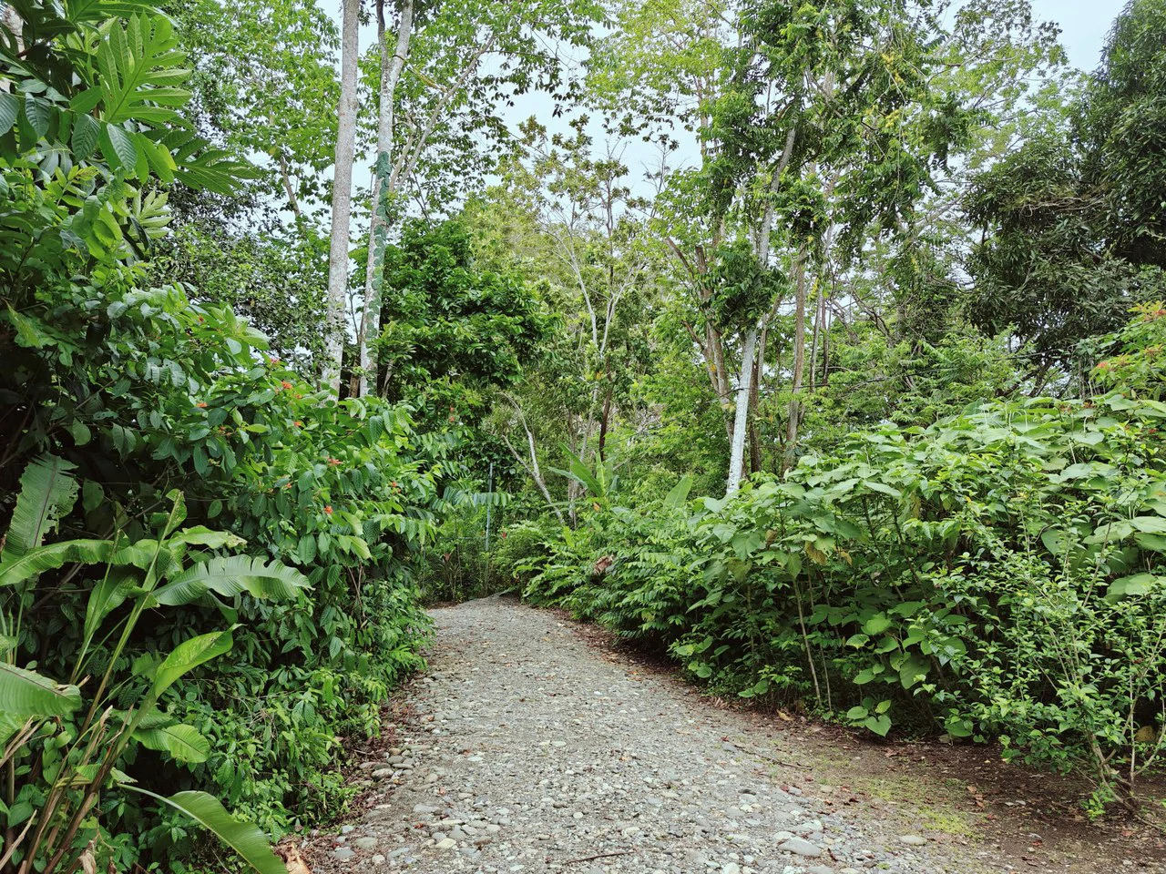 ID 751: Turn-Key Villa with Proven Income Near Cahuita National Park – Main House, Casita, and Stunning Pool on Over Half an Acre - Gallery image 46