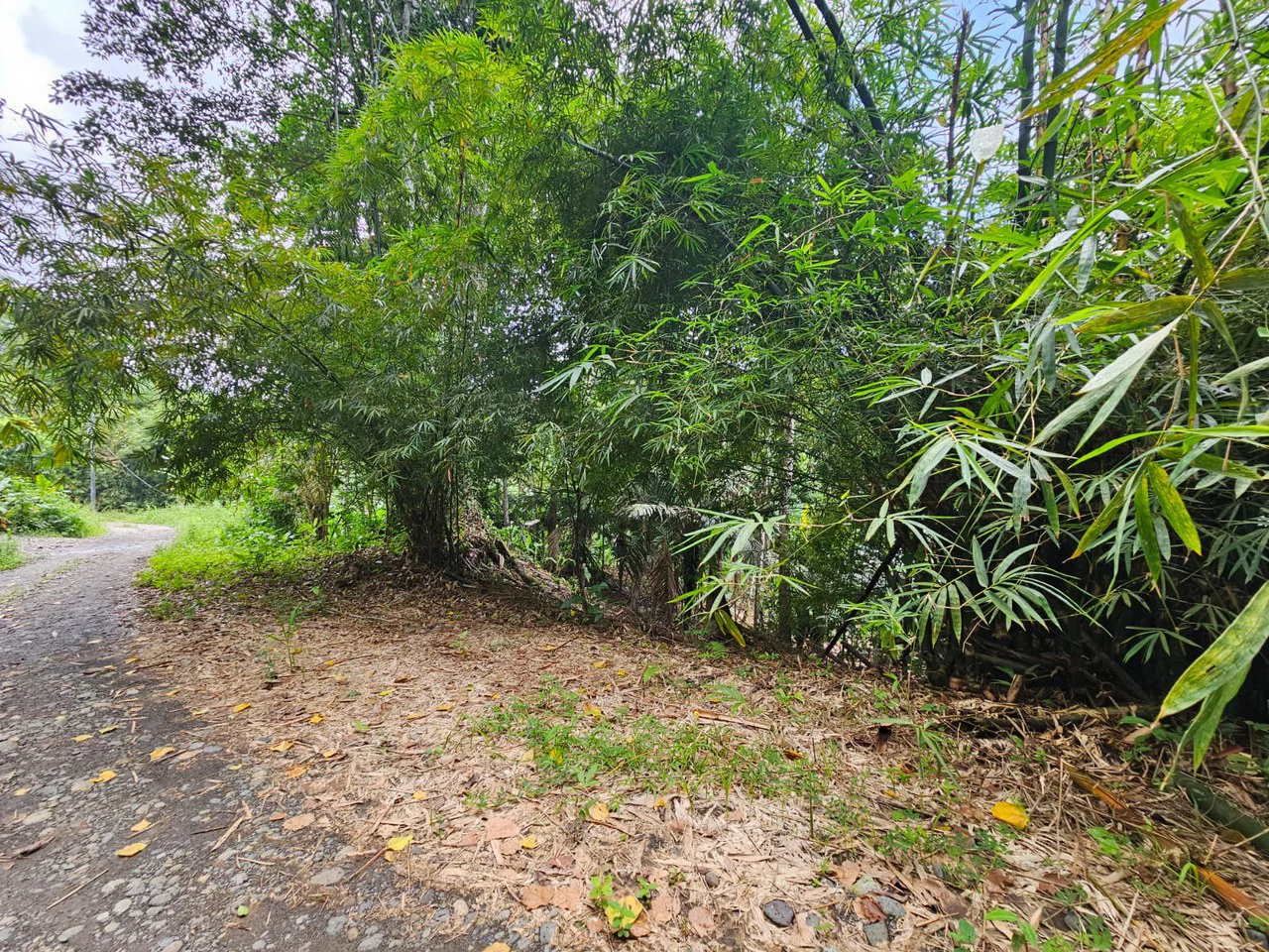 1800 sqm Lot in Cocles, Outside of Reserve: Jungle Living at it’s Finest in Colces, Outside of the Reserve. - Gallery image 4