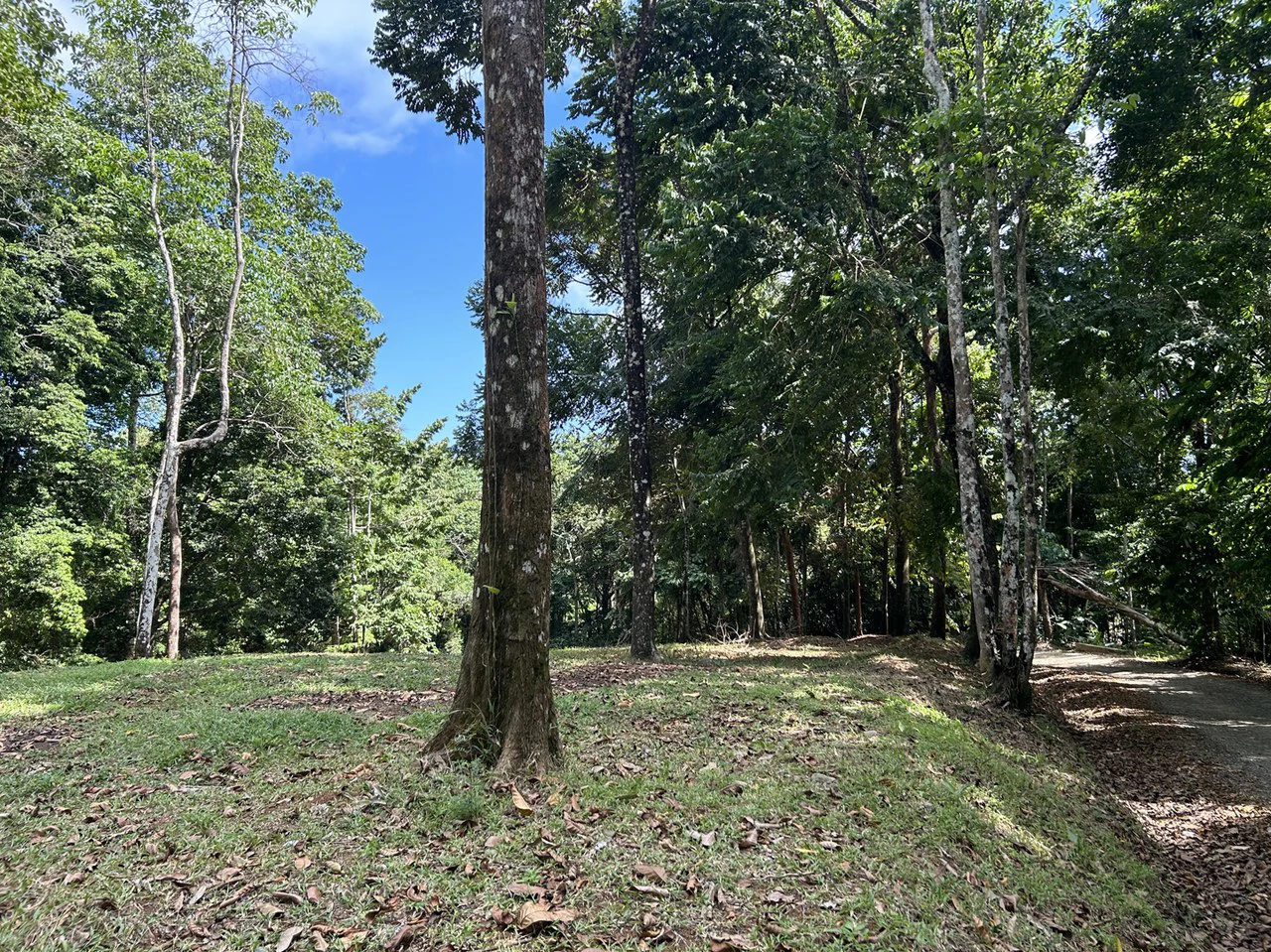 Cabo Matapalo: Jungle View Lot Priced To Sell! - Gallery image 14
