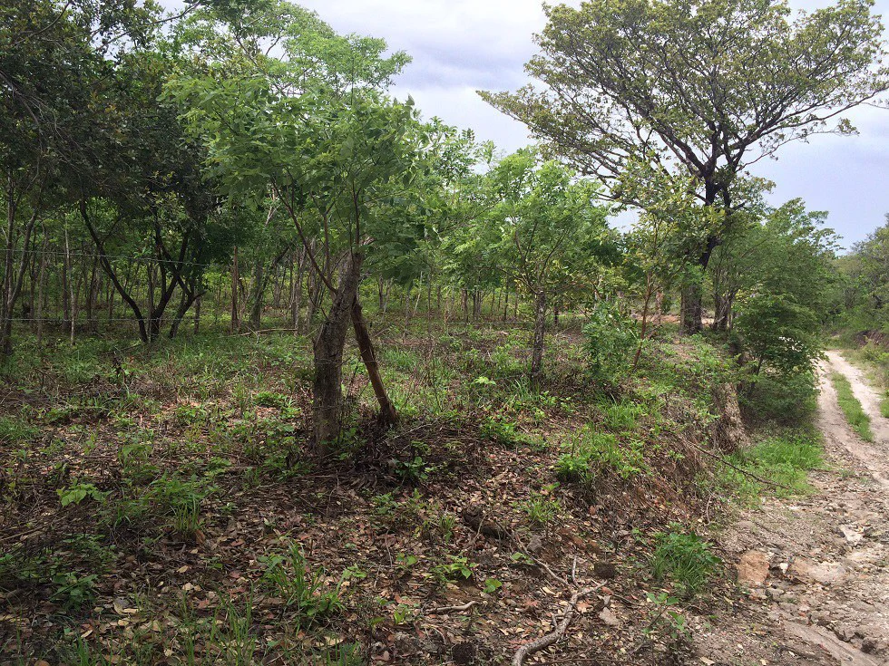Finca grande: Economic Building property for sale in El Salto, with private access to the surrounding beautiful nature with own river - Gallery image 18