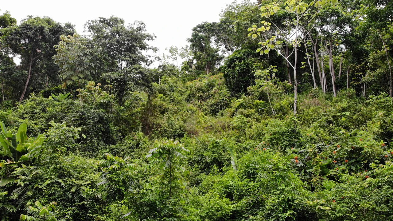 Exquisite Jungle property with Ocean View | Gated Community in Ojochal - Gallery image 13