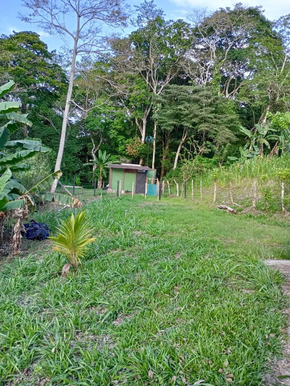 Jungle Paradise: Off Grid Studio Cabina Bordered By A Creek-Perfect For The Nomad Lifestyle - Gallery image 4