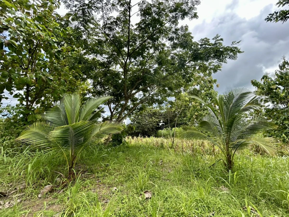 Large Building Lot Near Puerto Jiménez - Gallery image 10