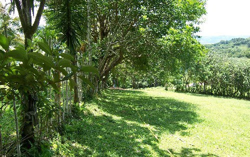 La Foresta: Beautiful Building Lot of 3+ acres in 2 plots, private and quiet setting, lake view, large trees, SELLER will pay closing costs ! - Gallery image 5