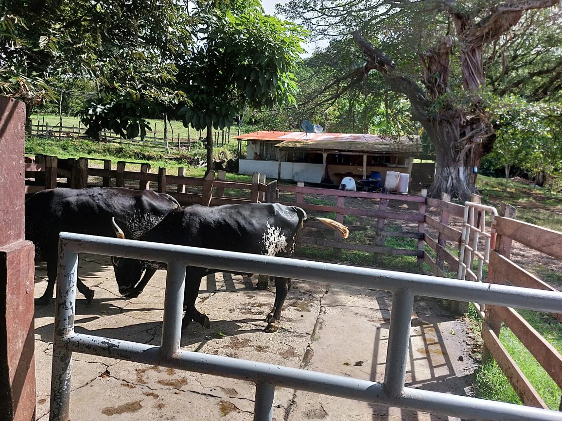 HACIENDA LOMBARDIA : Fully Operating Livestock Business - Gallery image 15