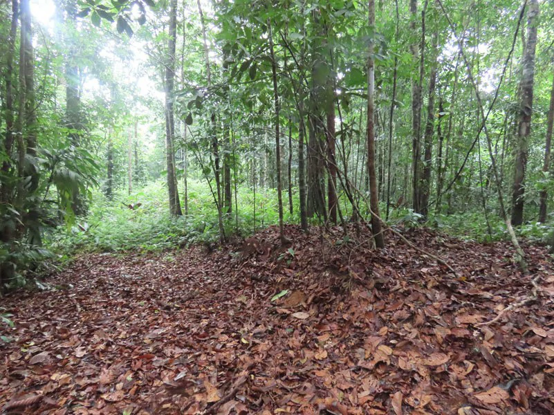 34-Acres of Forest For Sale in Riyito de Puerto Jimenez - Gallery image 19