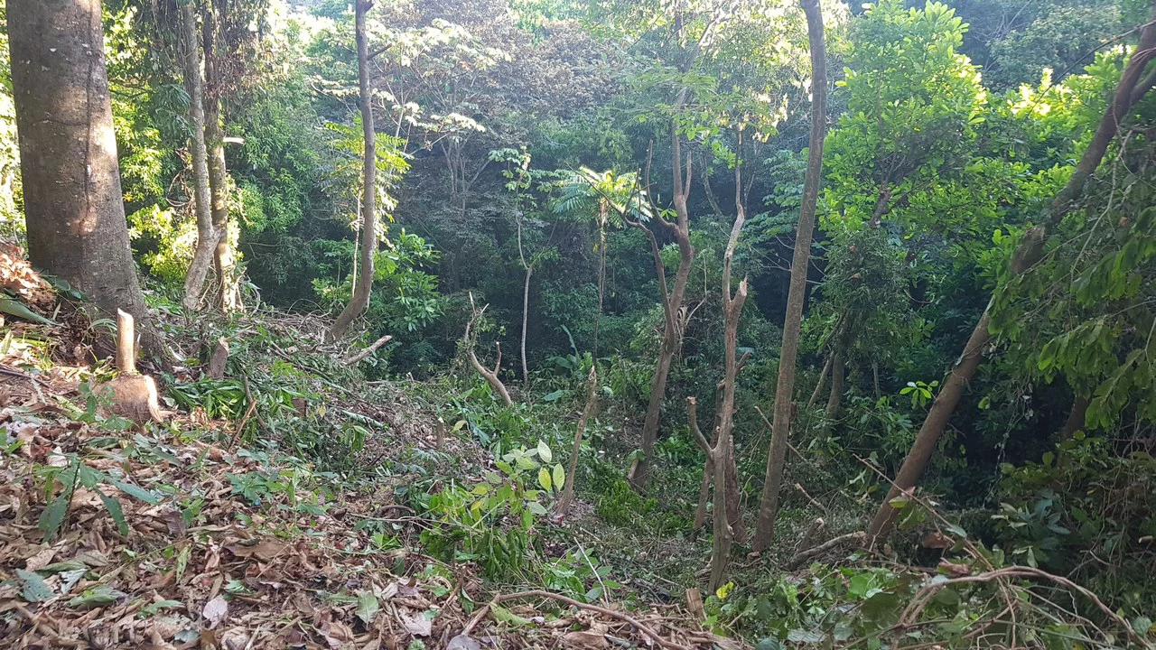 Building Lot in Manuel Antonio, Surrounded by Nature - Gallery image 6