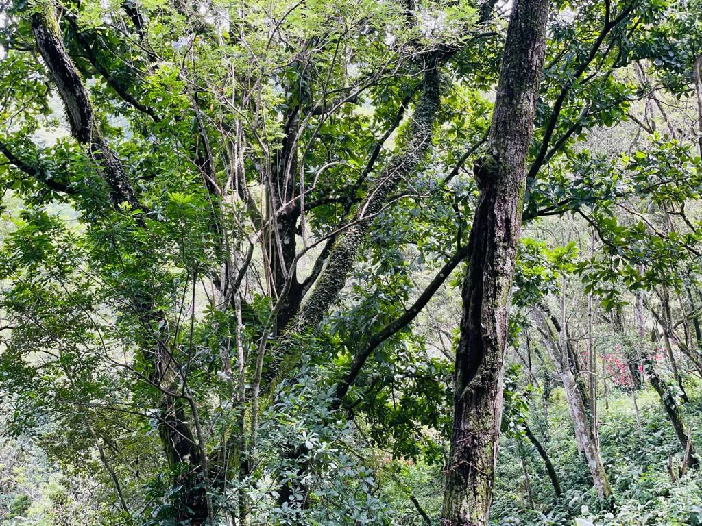 Farm for sale Puriscal Close to Universidad para la Paz Costa Rica - Gallery image 8