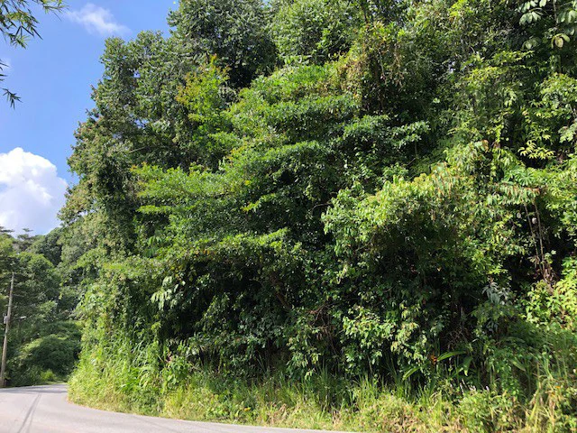 6.5 ACRES – Space To Grow, Build & Thrive, Close To The Beach & Commercial Potential Road Frontage!!!!!: Mountain and Countryside Development Parcel For Sale in Platanillo de Dominical - Gallery image 19