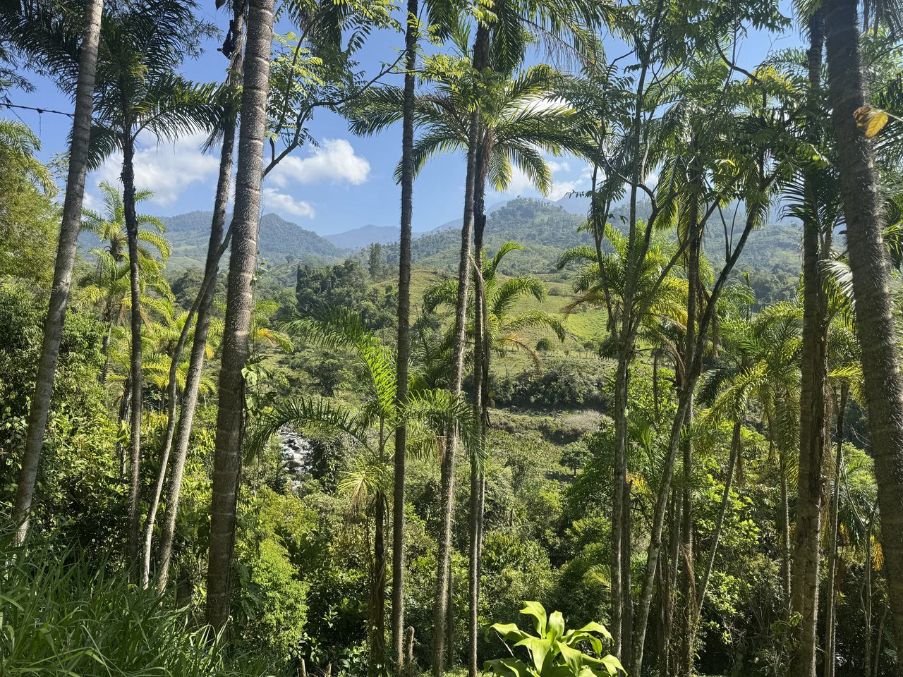 8 Acre Riverfront Sanctuary in San Pedrito Pérez Zeledón - Gallery image 7