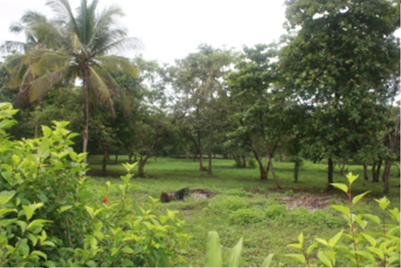 Ocean View Property in Junquillal – Excellent Investment Opportunity - Gallery image 5