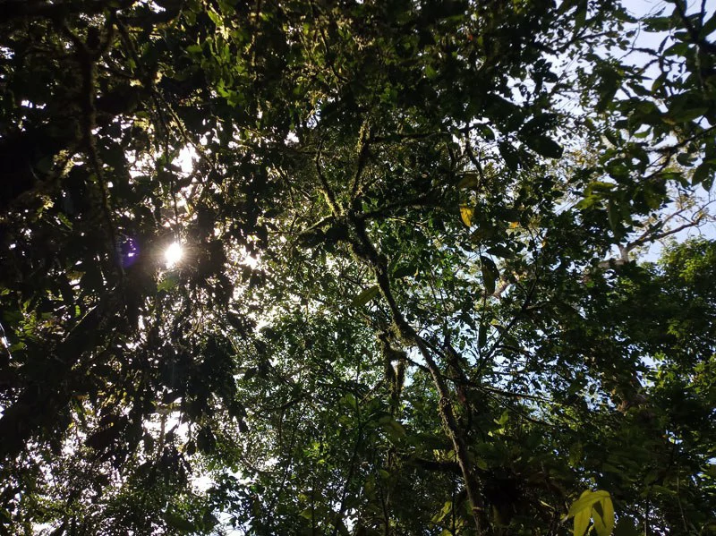 173-Acres of Nature Reserve with Spectacular Primary Forest & Golfo Dulce Views - Gallery image 6