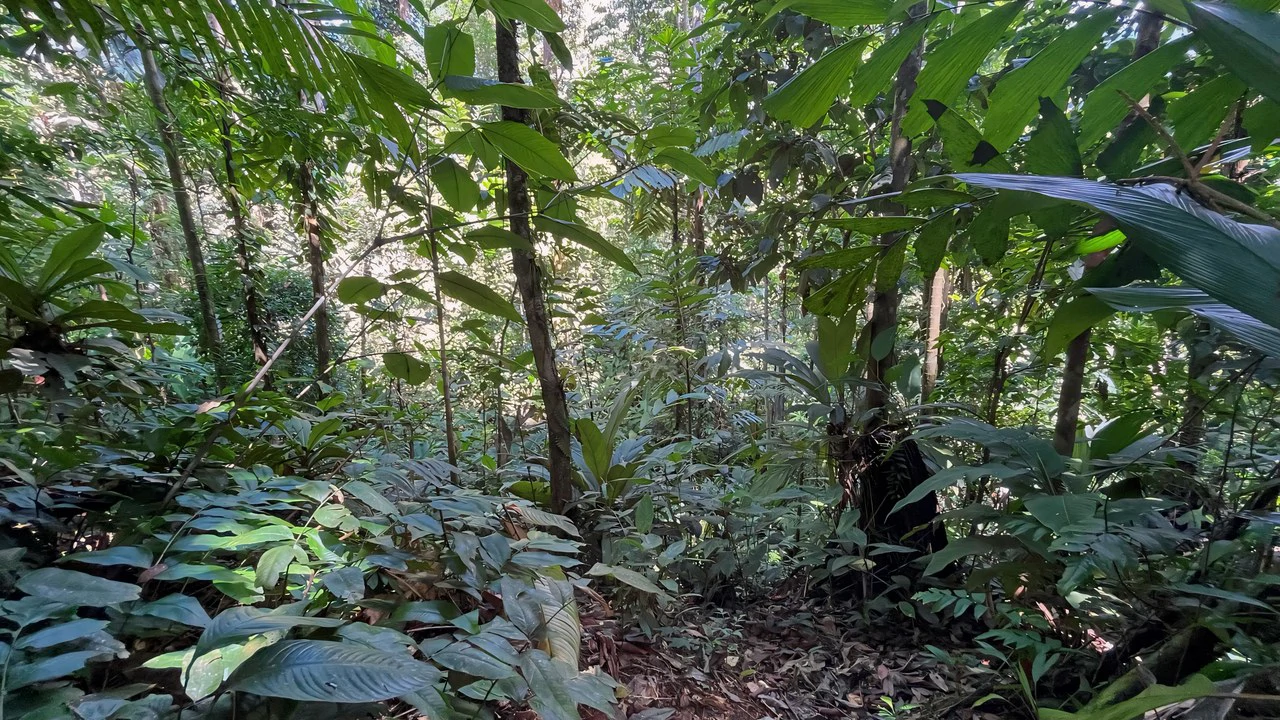 FINCA CERRO DEL TIGRE! OVER 20 ACRES OF PRIMARY FOREST AND WATERFALLS.: Mountain Agricultural Land For Sale in La Unión - Gallery image 26