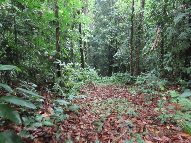 34-Acres of Forest For Sale in Riyito de Puerto Jimenez - Gallery image 22