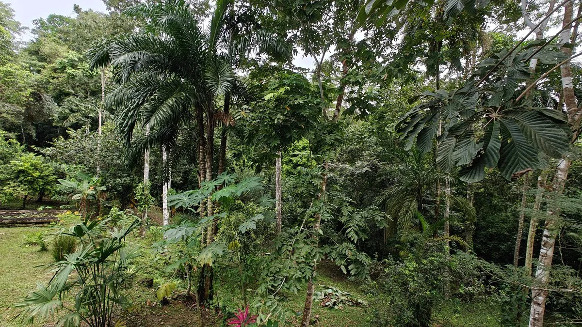 ID 925: Elevated Jungle Property with Two Residences, Open Air Living Space, and Mountain Views - Gallery image 28