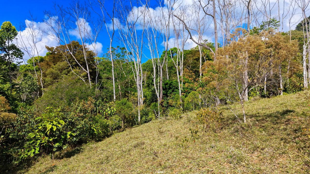 2.8 HA FARM FOR SALE IN SAN LUIS DE MORETE | MOUNTAIN VIEWS AND NEAR THE OCEAN - Gallery image 21