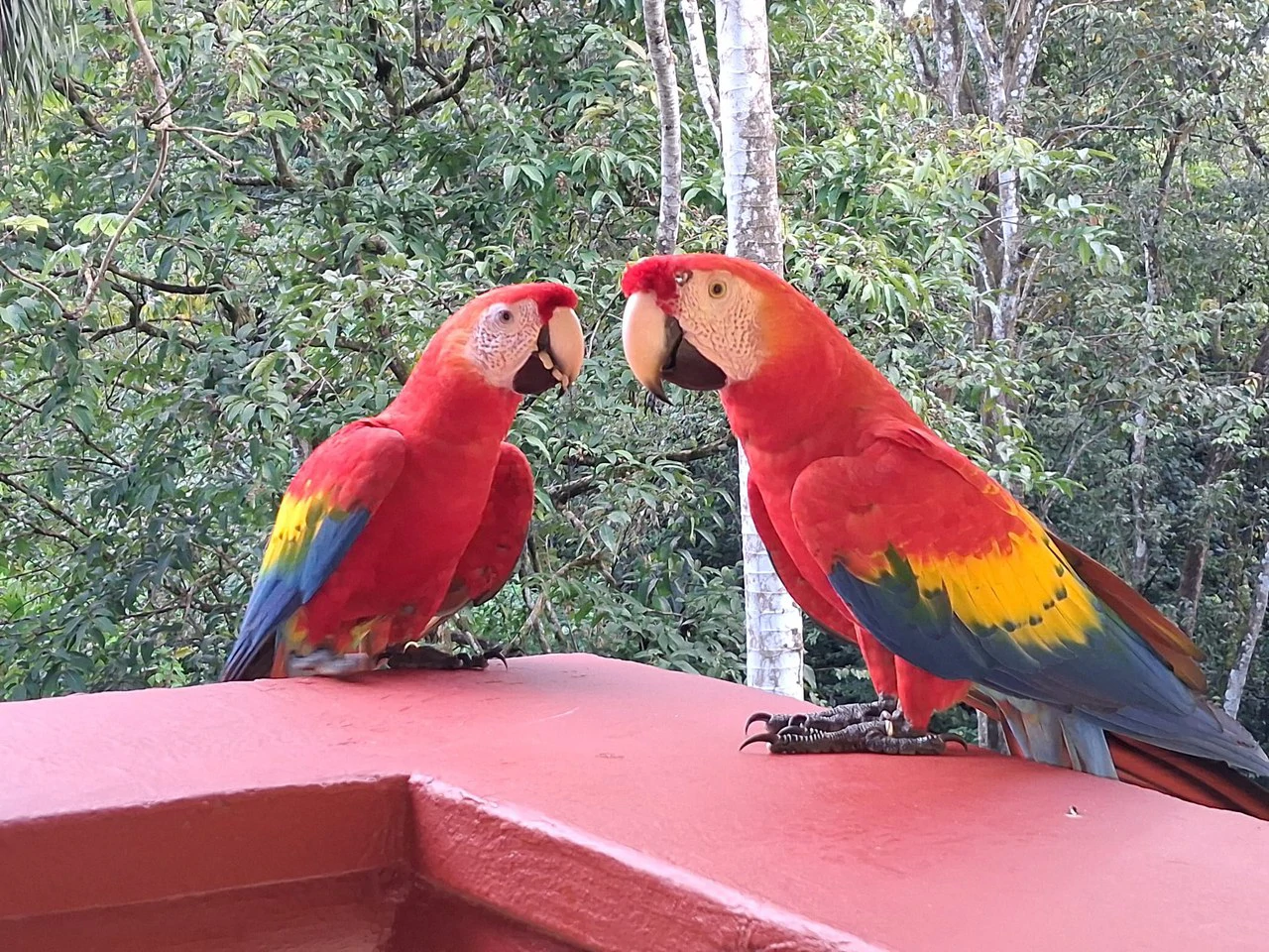 Flutterby Condo: Manuel Antonio’s Exclusive Rainforest Haven - Gallery image 28