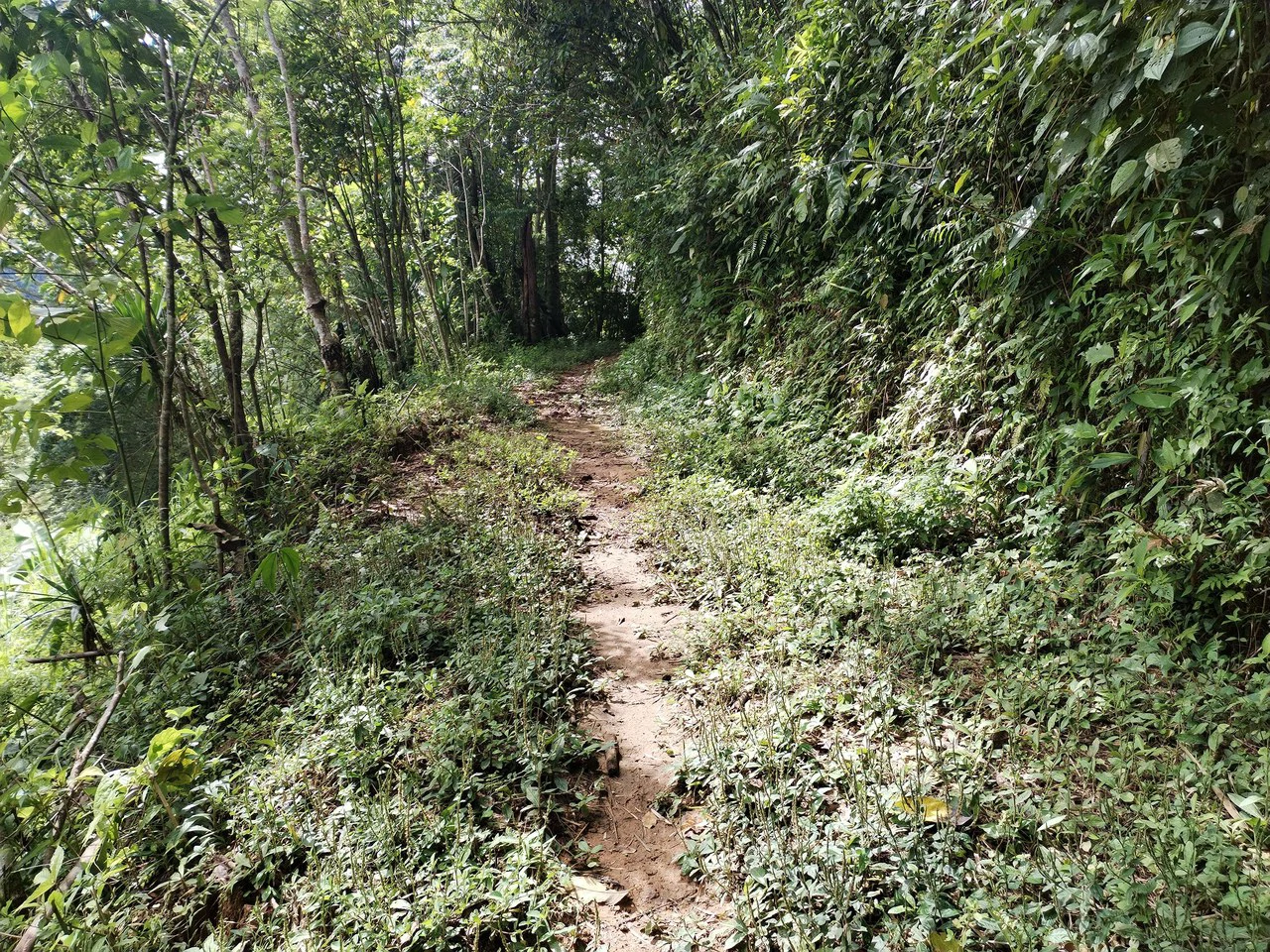 LOTE EN HERRADURA RIVAS.: Mountain Agricultural Land For Sale in San Isidro del General - Gallery image 23