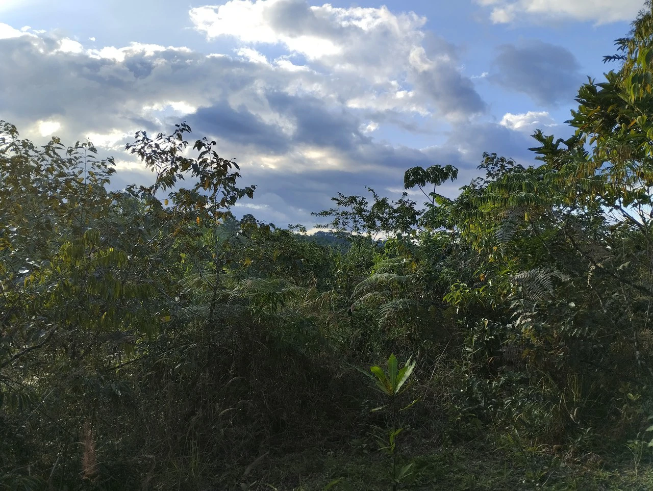 Charming Private Mountaintop home in the perfect climate of San Vito Coto Brus, San Isidro-Perez Zeledon, San Vito, San Jose, Costa Rica - Gallery image 15