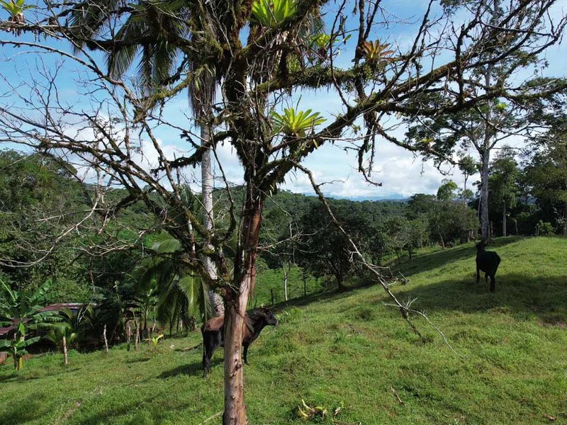 69.16 Acres Property | Mountain & Top Ocean View with Small Home - Gallery image 14